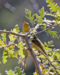 Western Tanager 2112